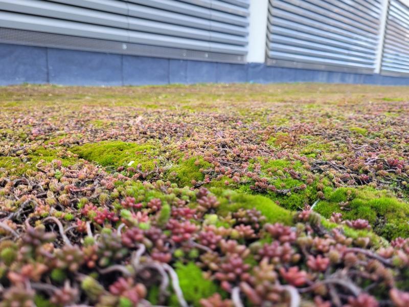 zielony dach nowego budynku SPSK 1 (fot. A.Guzowska)