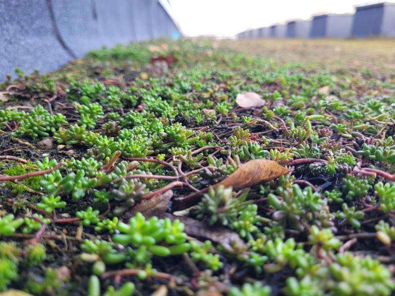 zielony dach nowego budynku SPSK 1 (fot. A.Guzowska)