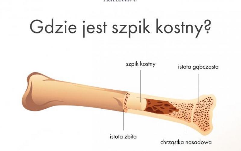 gdzie jest szpik kostny